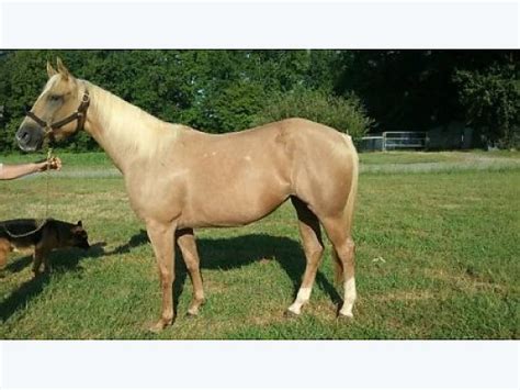 10 year old quarter horseappendix cross. . Quarter horses for sale in va